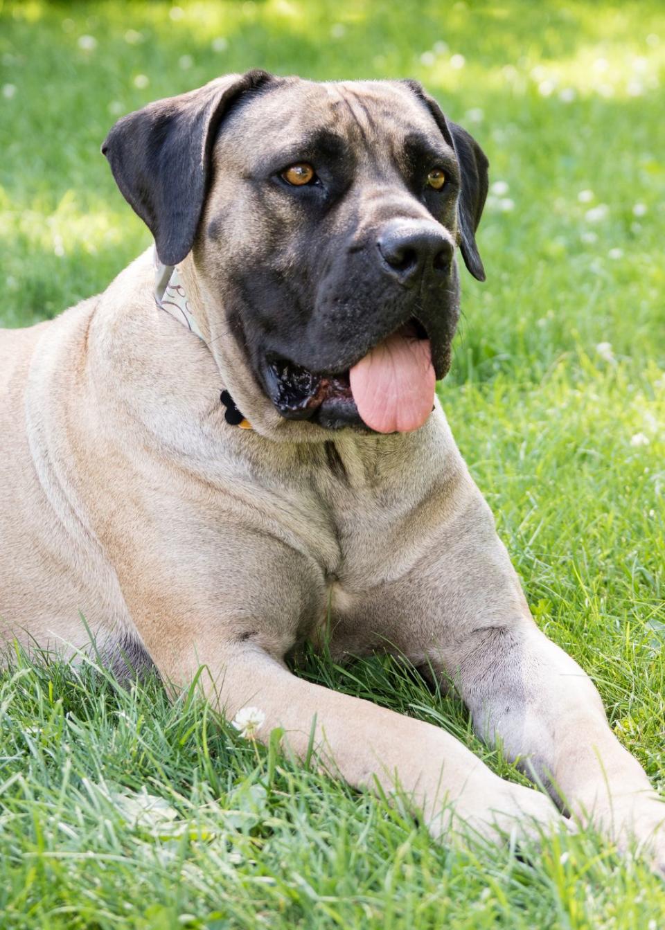 Mastiff Mix