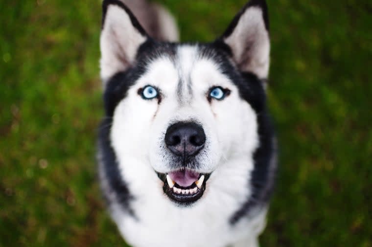 Siberian Husky Blue Eyes