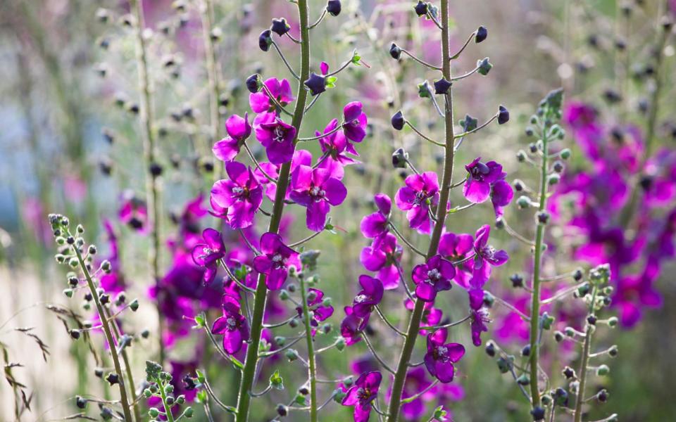 Verbascum phoeniceum 'Violetta' gardening plant roses summer