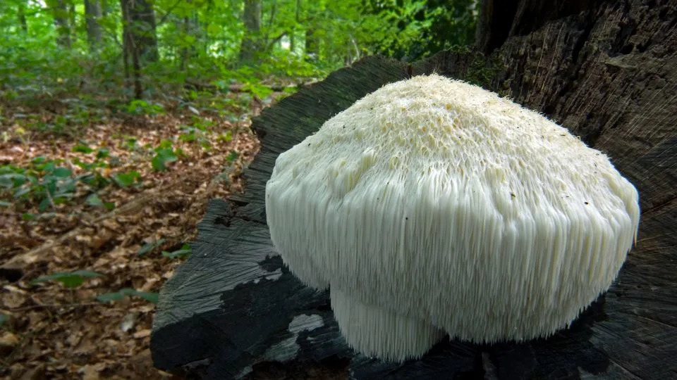 The mycelium, or rootlike structure, of Lion's mane mushroom is part of the "Stamets Stack." - Arterra/Universal Images Group/Getty Images