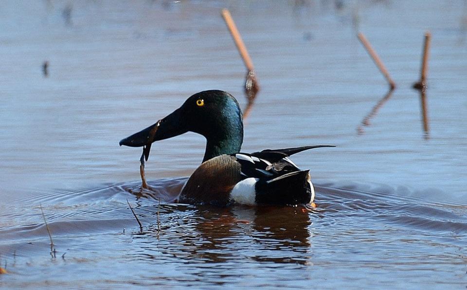 Presque Isle State Park is a good place to view a variety of birds during the spring and fall migrations, including northern shovelers in spring.