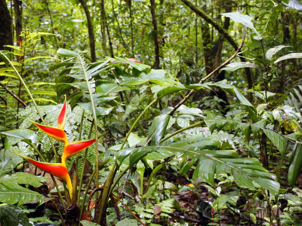 The Ecuadorian Amazon. By 2070 many tropical plants will be at high risk due to rising temperatures: Getty