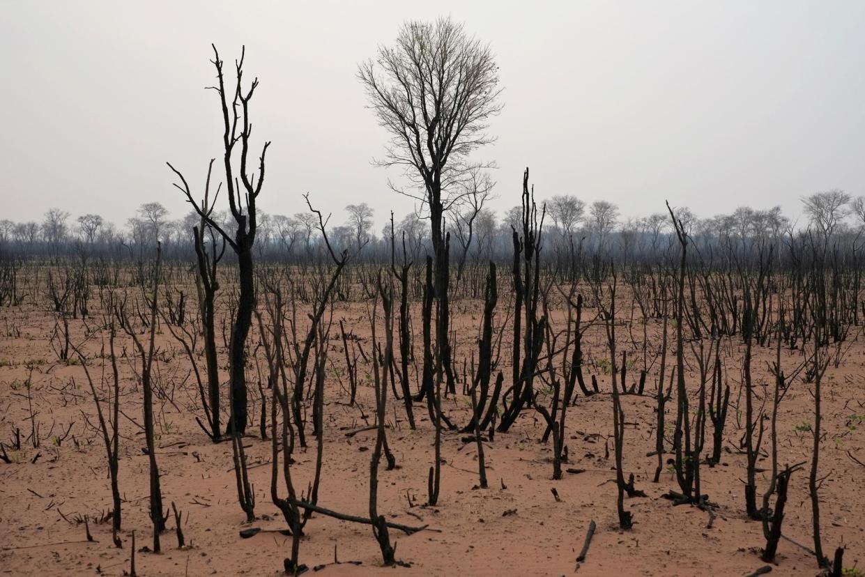 <span>Burned forest in the Ñembi Guasu conservation area in Charagua, Bolivia. The expansion of soya farming led to a surge in forest loss for a third year in Bolivia. </span><span>Photograph: David Mercado/Reuters</span>