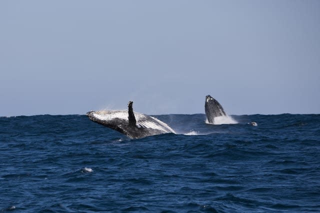 Breaching Humpback Whale, Megaptera novaeangliae, Indian Ocean