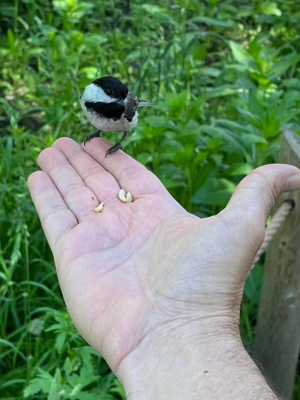 A chickadee feeds on the writer's hand