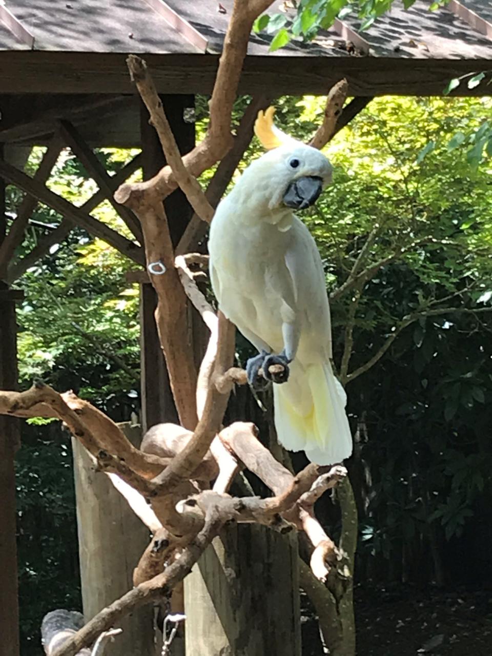 A white cockatoo welcomes visitors to the Hattiesburg, Miss., Zoo.