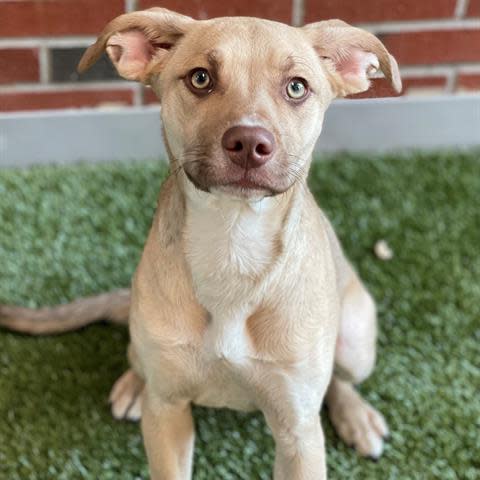 Mia is a 7-month-old mixed breed female with the cutest face and lightest eyes. She is happy and friendly. She will need some training but is eager to please and will learn quickly. To meet Mia, call 405-216-7615 or visit the Edmond Animal Shelter, 2424 Old Timbers Drive.