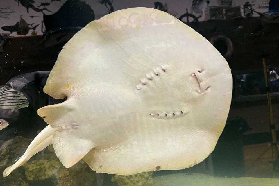 <p>HANDOUT/Aquarium & Shark Lab by Team ECCO/AFP via Getty Images</p> Charlotte the Stingray