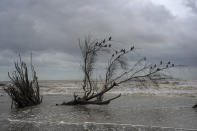 Birds perch on the branches of a tree felled by flooding driven by a Gulf of Mexico sea-level rise, in El Bosque, in the state of Tabasco, Mexico, Wednesday, Nov. 29, 2023. (AP Photo/Felix Marquez)