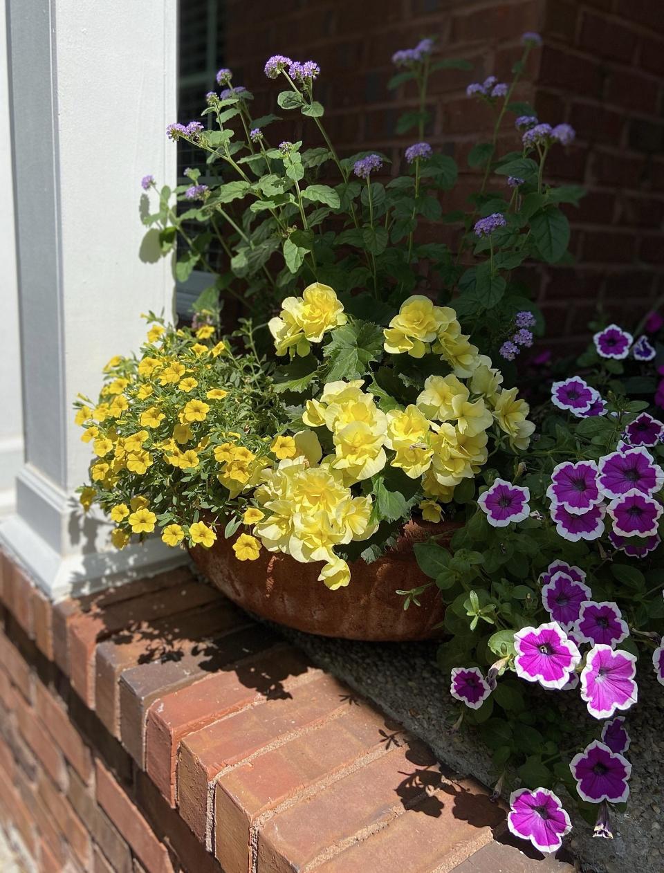 The Garden Guy’s neighbors Dave and Cynthia created this container with Solenia Yellow begonia, Superbells Yellow calibrachoa, Supertunia Hoopla Vivid Orchid petunia and Augusta Lavender heliotrope.