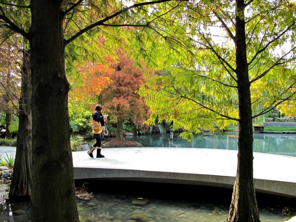 落羽松隨四季變化，形成不同的季節美景。(圖片來源／菁芳園）