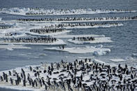 <b>Frozen Planet, BBC One, Wed, 9pm</b><br><b>Episode 4</b><br><br>Adélie penguin adults on Ice floes off the coast of Cape Crozier colony, Antarctica. Their growing chicks require constant feeding, and the adults take it in turn to leave the colony to hunt for silverfish and krill.