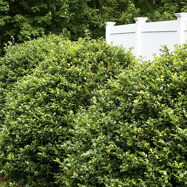 Three blue girl holly bushes along a white fence.