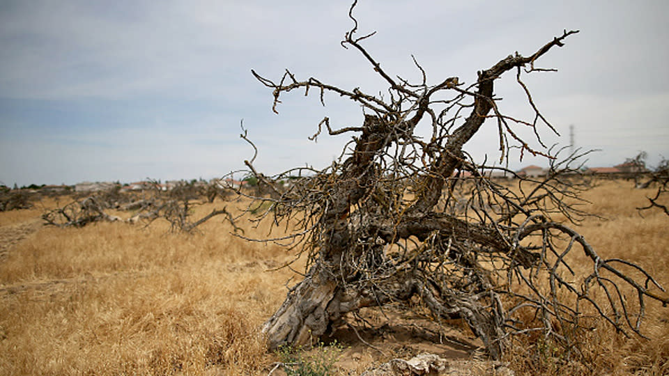 Dead trees in a Central Valley field in 2015. (Justin Sullivan/Getty Images) 