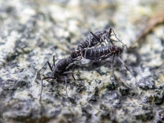 Antarctic midges are the only year-round insect residents of the continent (NYT)