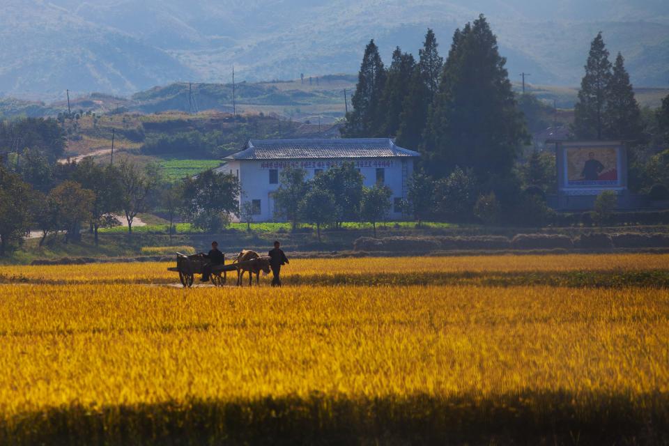 FILE - In this Oct. 8, 2011 file photo, North Korean farmers walk along a road through a farm field outside the eastern coastal city of Wonsan, in Kangwon province, North Korea. Deep in the North Korean countryside, in remote villages in Ryanggang province that outsiders seldom reach, farmers are now said to be given nearly one-third of their harvests to sell at market prices. Collective farms are reportedly being reorganized into something closer to family farms. State propagandists are expounding the glories of change under the country's new young leader, although no outsiders are known to have been to the villages, since the new policies reportedly went into effect. (AP Photo/David Guttenfelder, File)