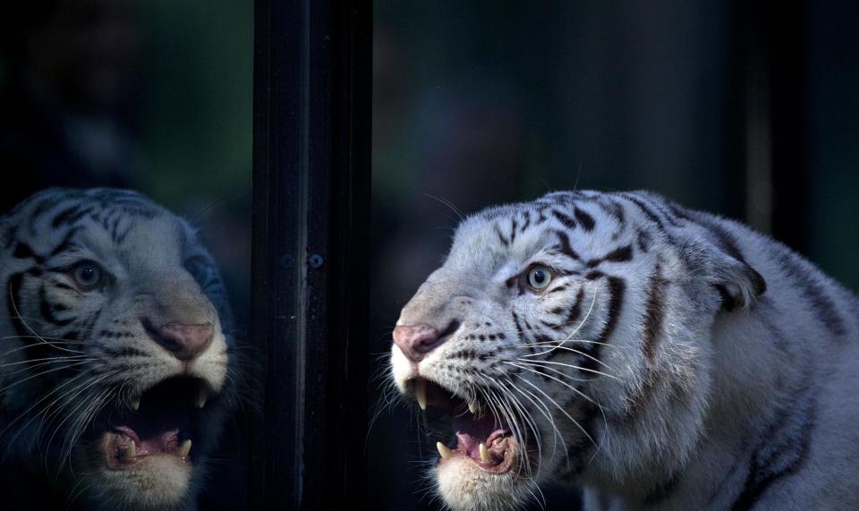 Cleo, una tigresa de Bengala blanca se refleja en el vidrio de su jaula en el zoológico de Buenos Aires, Argentina el miércoles 16 de abril de 2014. Cleo, en cautiverio dio a luz a dos hembras y un macho el 16 de enero de 2014. (AP Photo/Natacha Pisarenko)