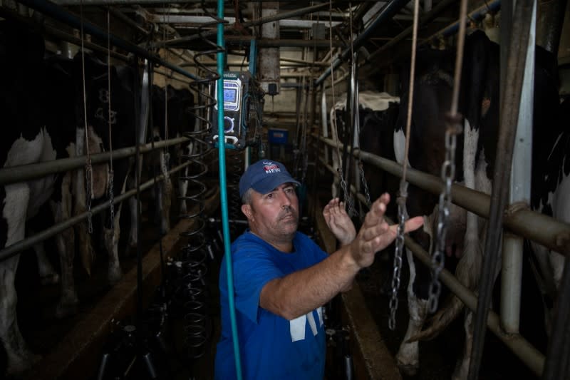 Peter Allen milks cows at the farm of his father Tony in the town of Cobargo