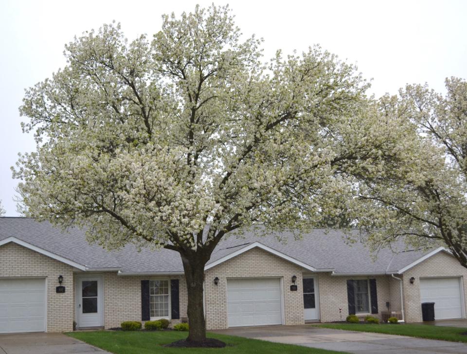 The Callery pear, which can grow as tall as 50 feet, is considered an invasive tree and can no longer be sold and planted in Ohio.