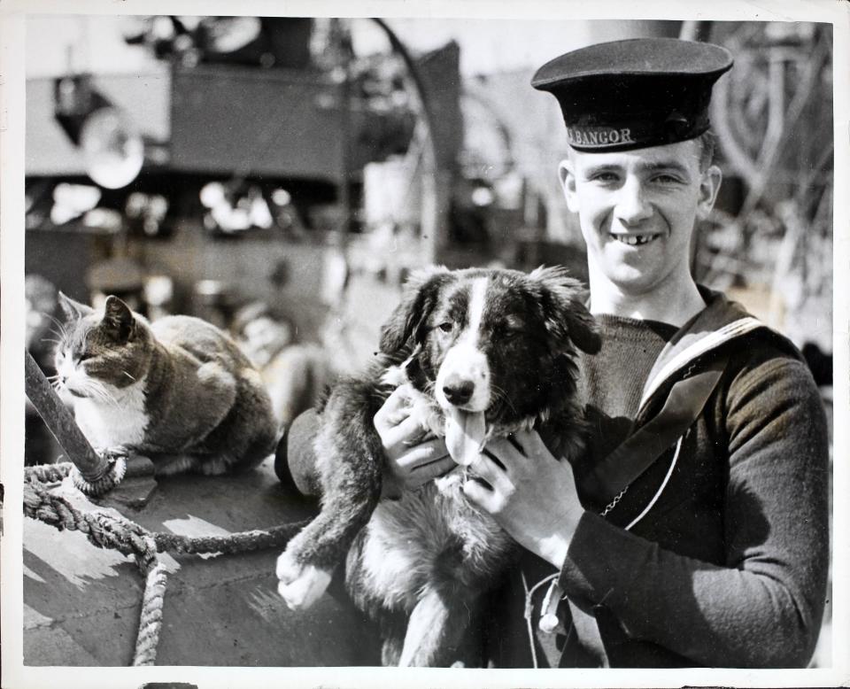 A cat and dog and Royal Navy member pose for a photo