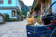 <p>Japanese tech executive Daisuke Nagasawa travels nationally and internationally with his cats, Fuku-Chan and Daikichi. (Photo: Daisuke Nagasawa/Caters News) </p>