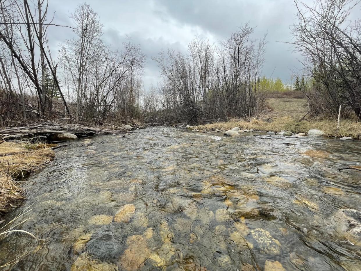 Stony Creek, west of Whitehorse. The Yukon Environmental and Socio-economic Assessment Board has recommended a proposed placer mine not move ahead because impacts to water can't be mitigated. (Julien Gignac/CBC - image credit)