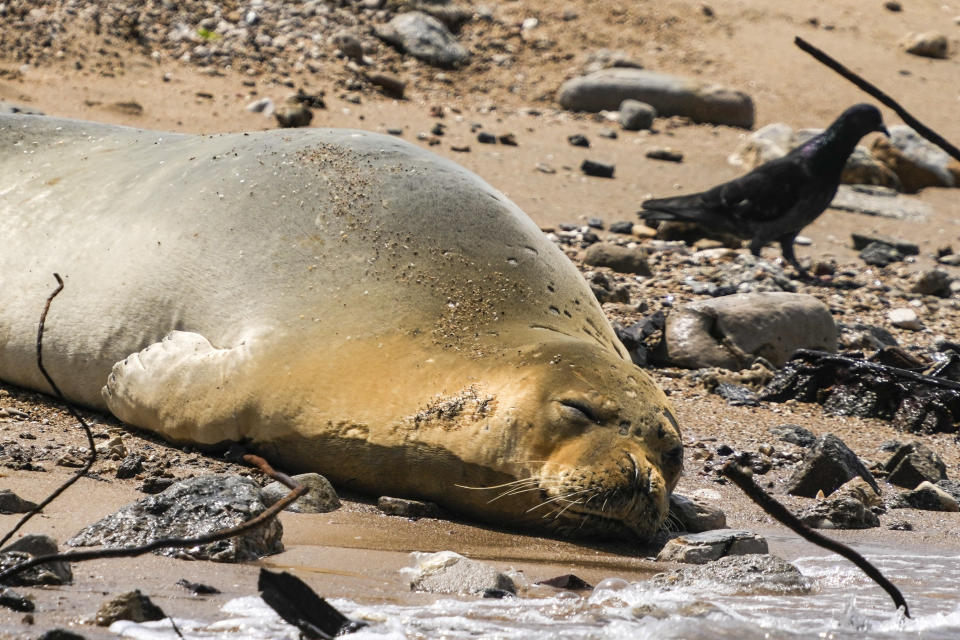 Yulia, an endangered Mediterranean monk seal rests on the beach in Tel Aviv, Israel, Tuesday, May 16, 2023. An unexpected visitor spotted sunbathing on a beach in the Israeli city of Tel Aviv is turning heads and causing a media buzz. The seal cow first appeared south of Tel Aviv's main beachfront last Friday, drawing clusters of curious onlookers to the rocky beach south of Jaffa's historic center on Tuesday. (AP Photo/Ariel Schalit)