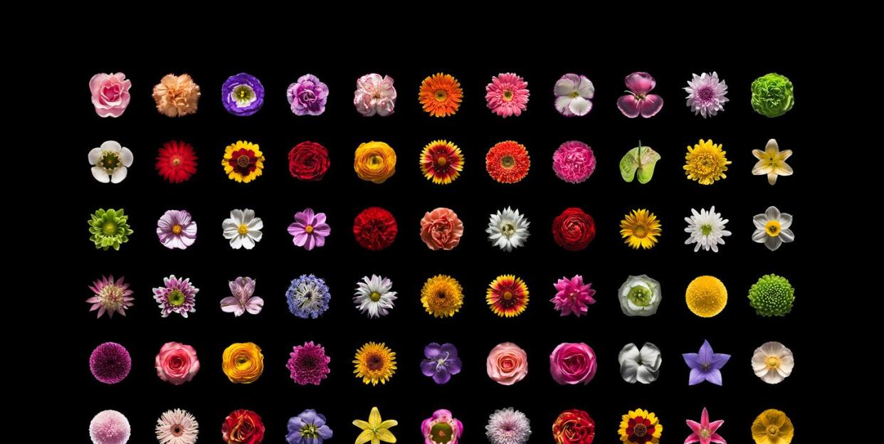 flowers top shot collection