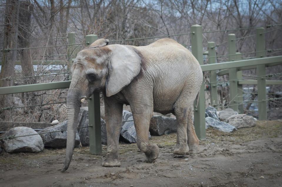 In this image taken on April 5, 2011 provided by PAWS/Zoocheck Canada, an African elephant, Iringa, 42, is shown in the Toronto Zoo in Toronto, Canada. Iringa is being retired from the zoo after 37 years, and will be flown on Aug. 2, 2012 to PAWS' 2,300-acre sanctuary in San Andreas, Calif. (AP Photo/PAWS/Zoocheck Canada, Jo-Anne McArthur)