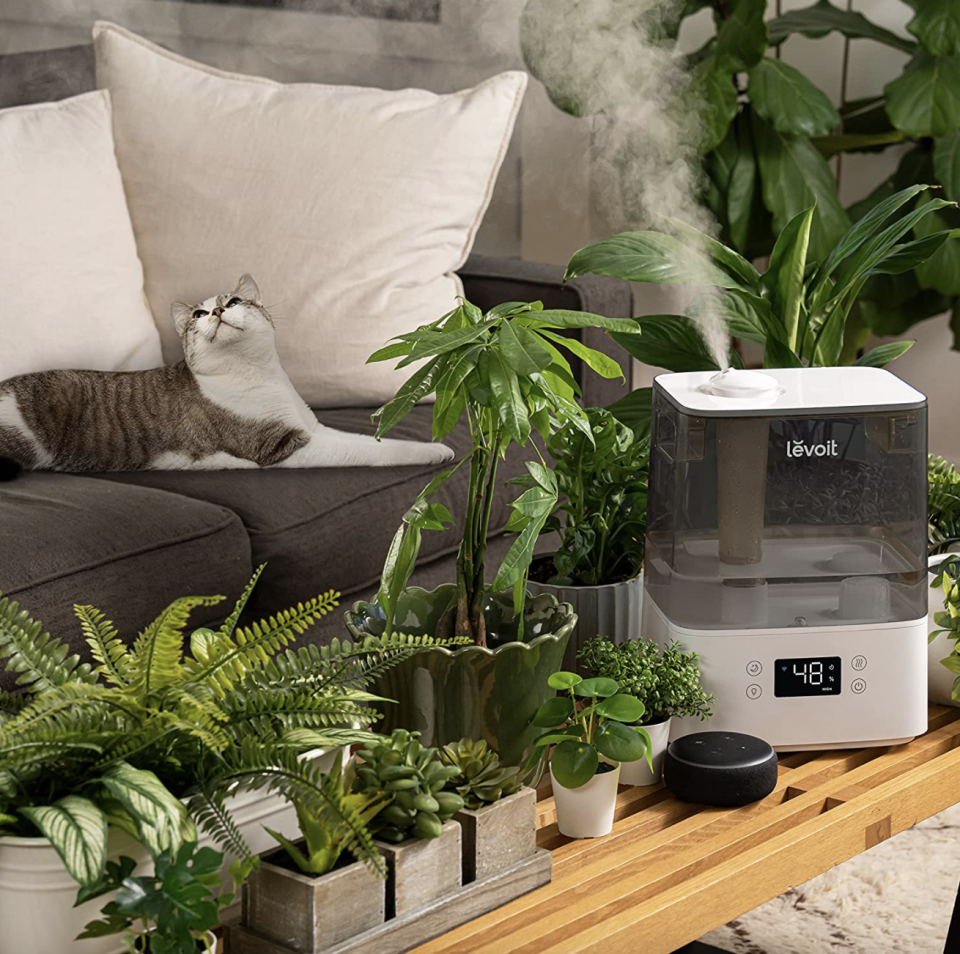 Levoit Classic 300S Smart Ultrasonic Humidifier with plants, couch, and cat in background (Photo via Amazon)