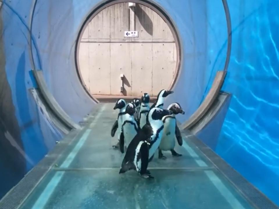 <p>日本水族館的企鵝因為園區休館，在園區遊園散步啦！（圖／twitter@_seaparadise_）</p>
