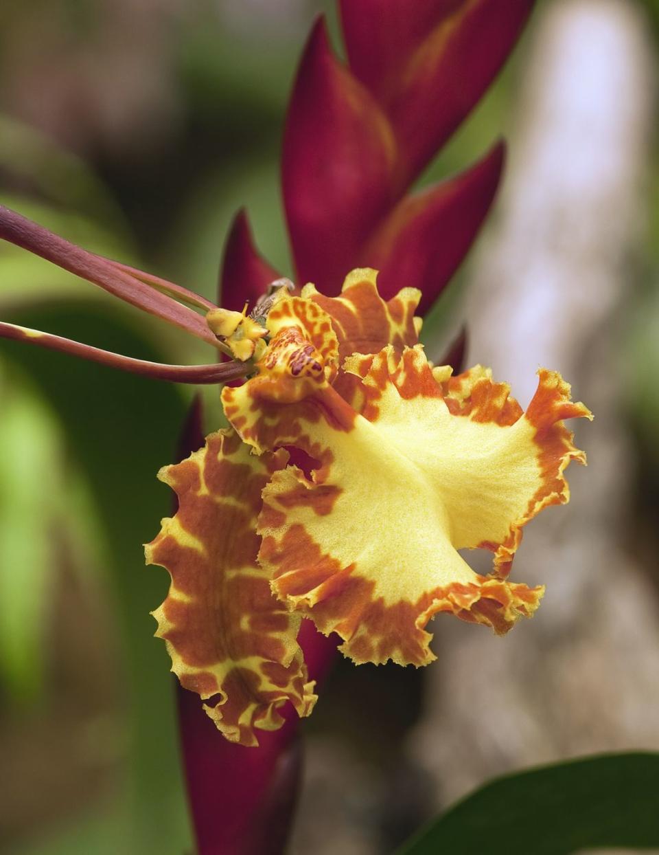 yellow and orange psychopsis butterfly orchids