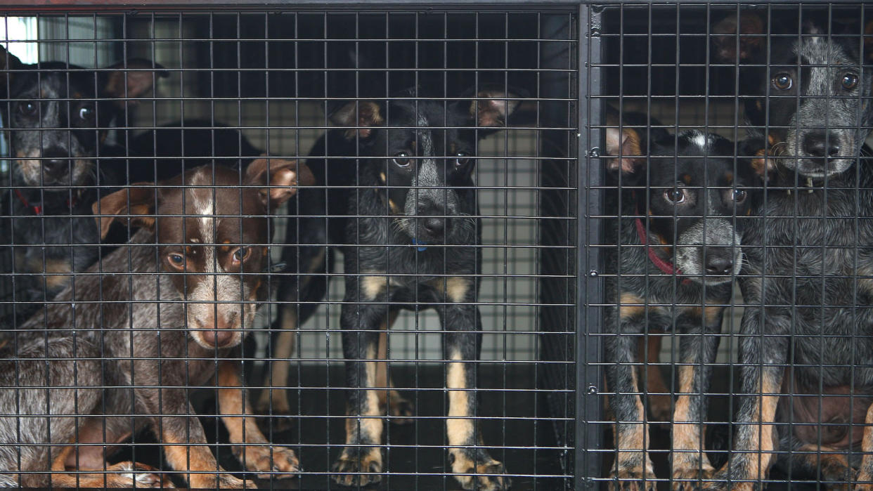  Dogs in RSPCA kennel. 