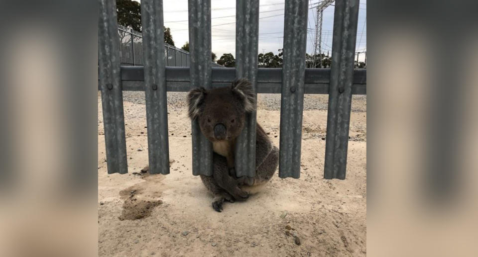 The animal became stuck in a fence at a substation on Tuesday. Source: SA Power Networks/ Facebook