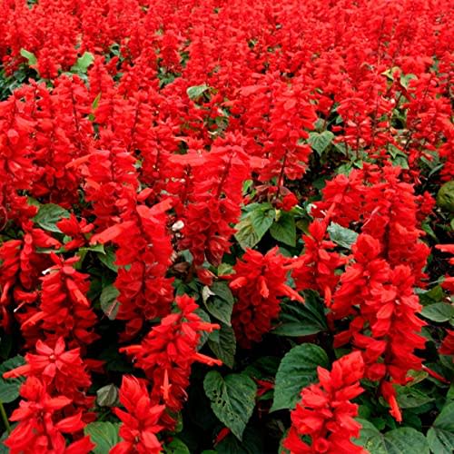 Salvia Red Live Plant Scarlet Sage 4” Pot