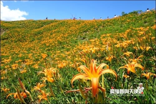 《2014花東金針花季》花蓮富里六十石山、台灣小瑞士觀景台、玉里赤科山金針花海、汪家古厝曬金針、金針花合菜、會走路的郵局(2014/08/28花況)