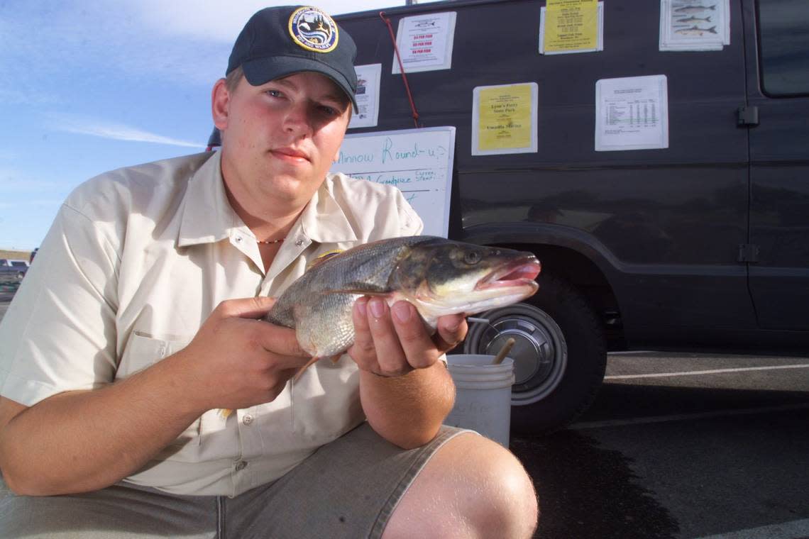 The Northern Pikeminnow Sport Reward Program that pays registered anglers for turning in pikeminnow caught in the Columbia and Snake rivers starts May 1.