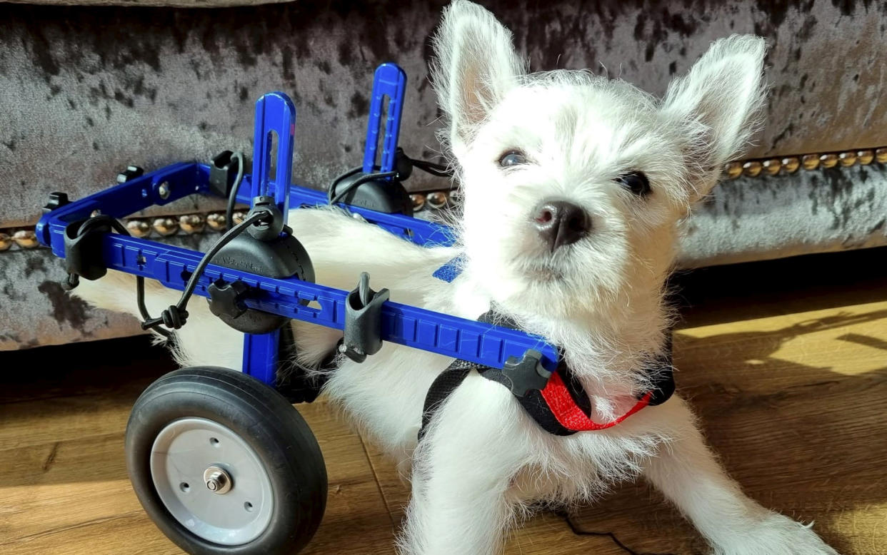 West Highland Terrier Pumpkin in her rig. (SWNS)