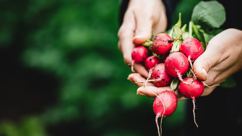 Hands holding radishes