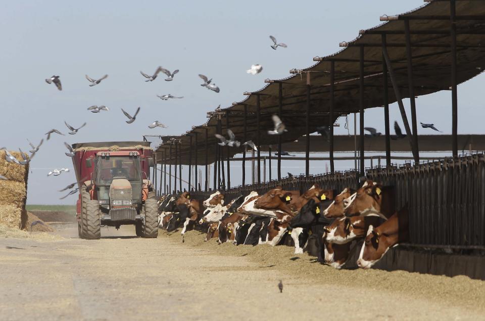 In this photo taken Tuesday, July 16, 2013, cows feed at a dairy owned by Lucas Loganberg and his family, that sits on one of the proposed routes of California's high-speed rail system, near Hanford, Calif. The state needs to buy hundreds of properties or seize them through eminent domain to make way for the rail line, causing many owners to become resentful after years of what they say are confusing messages about the project. (AP Photo/Rich Pedroncelli)