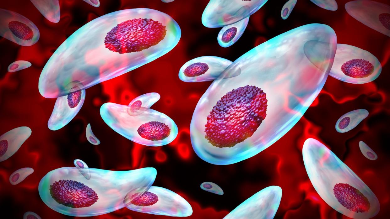 Medical illustration of the Toxoplasma parasite in the bloodstream