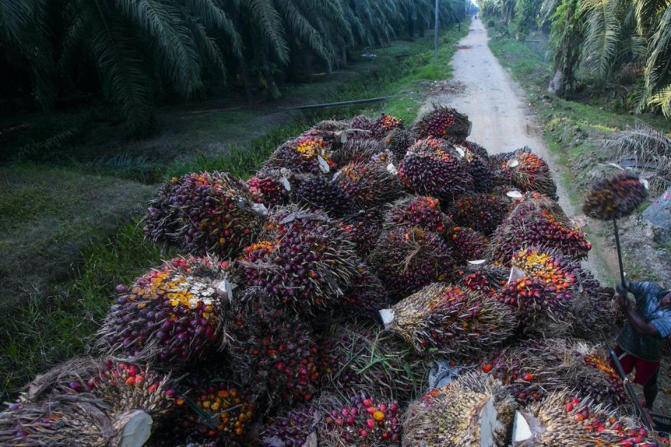 Workers load palm oil fruit weighing up to 50 pounds (22 kilograms) each into a truck to send to the mills on roads which can become impassable in rainy seasons. (AP Photo/Binsar Bakkara)