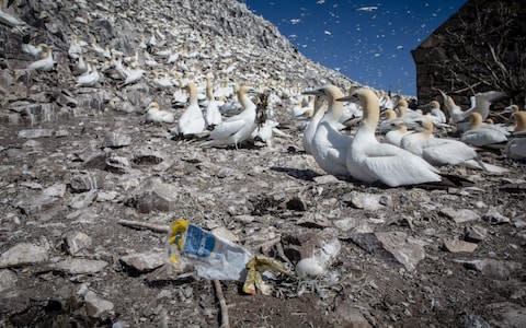 Plastic found on Bass Rock by Greenpeace - Credit: Greenpeace 