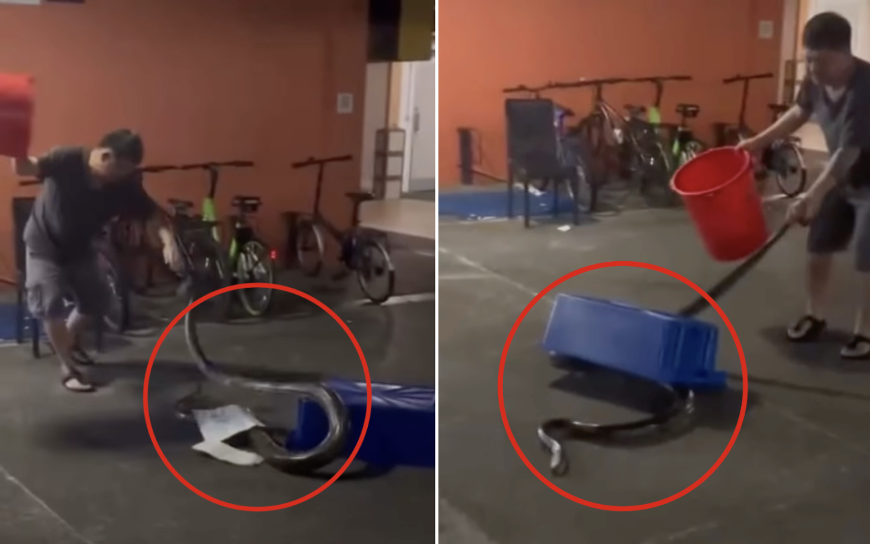 Screengrabs of men allegedly using plastic pails and crates to attack a python at Boon Lay Place Market and Food Village. (Photos: Acres/Facebook)
