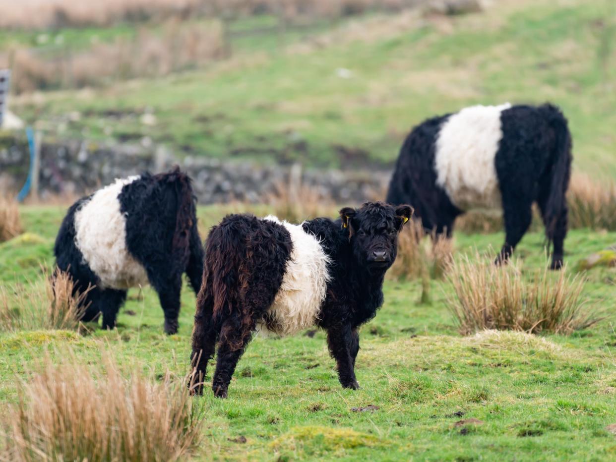 Belted Galloway cattle. File photo: Getty