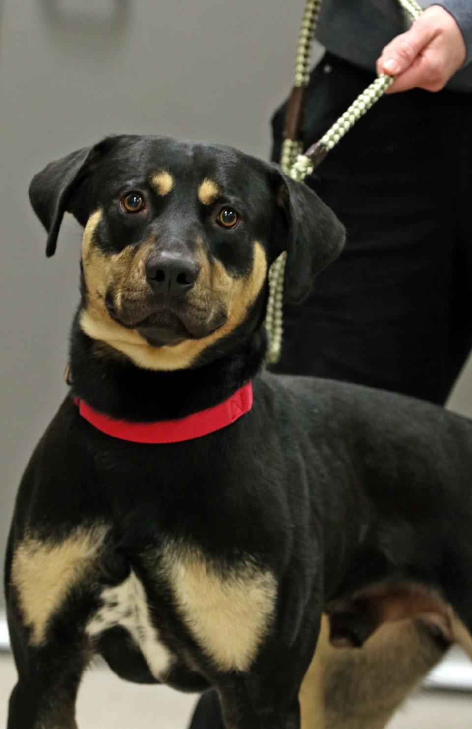 Dirk is available for adoption at Gaston County Animal Care and Enforcement.