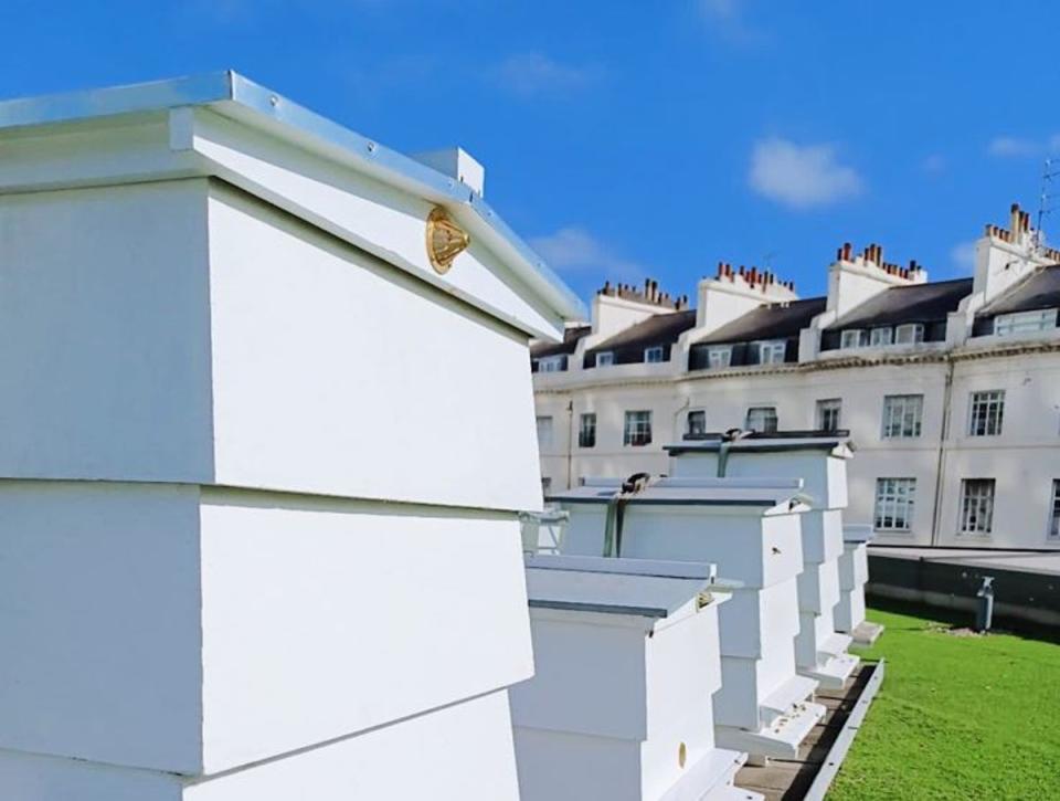 Beehives on the roof of the Royal Lancaster Hotel (RLL)