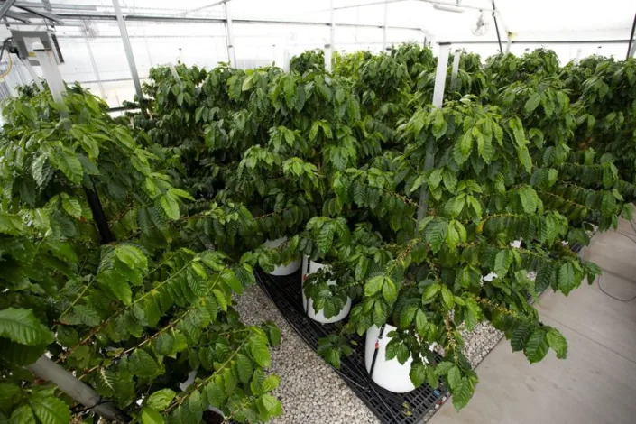 Coffee trees are seen in a greenhouse at the UF/IFAS Plant Science Research and Education Unit in Citra