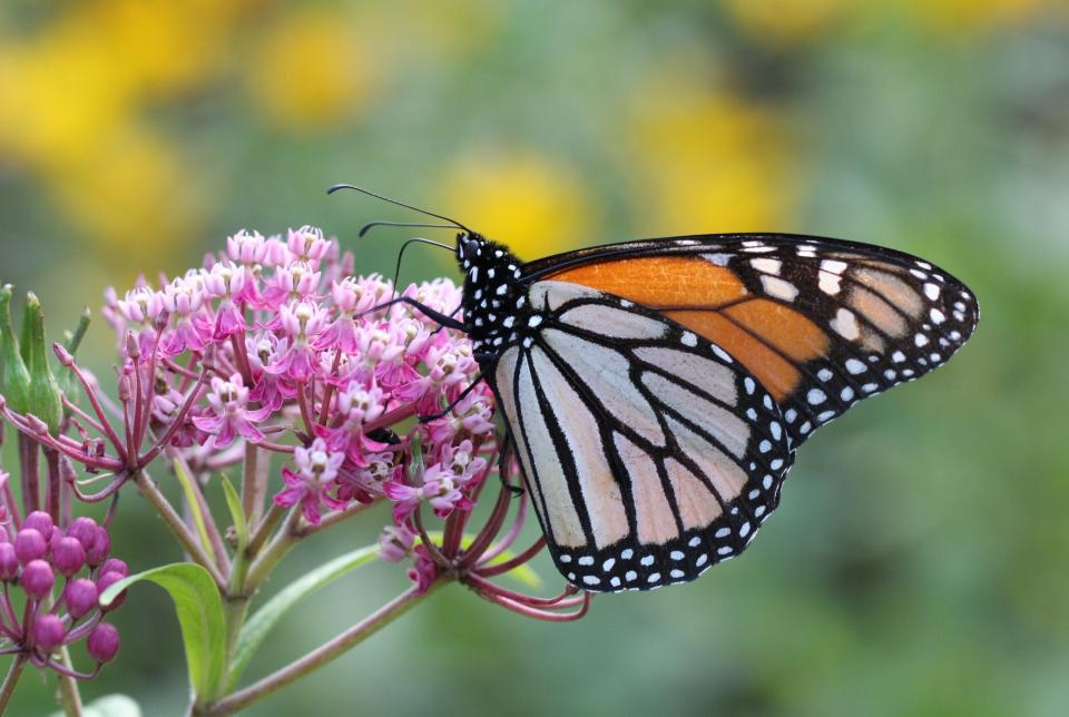 A monarch feeds on a native milkweed.