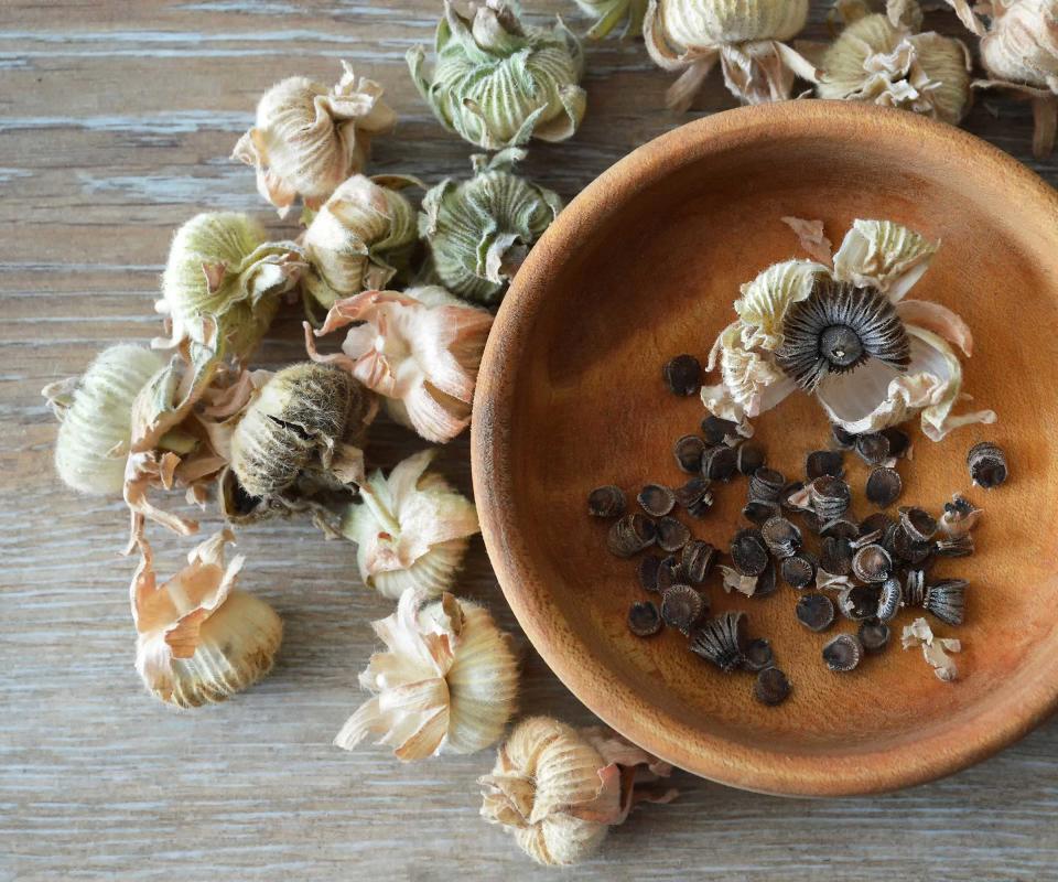 hollyhock seeds in bowl